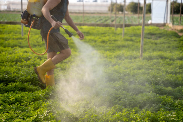 Best Pest Control Near Me  in Lely Resort, FL